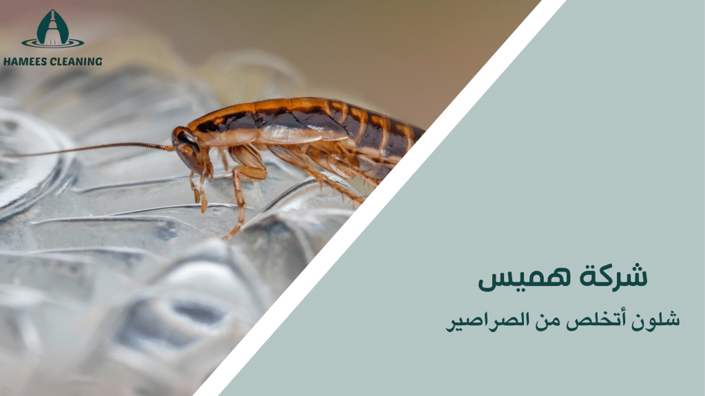 شلون أتخلص من الصراصير