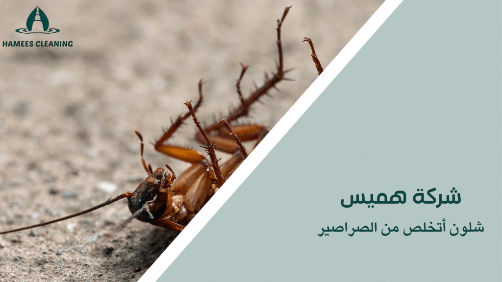 شلون أتخلص من الصراصير