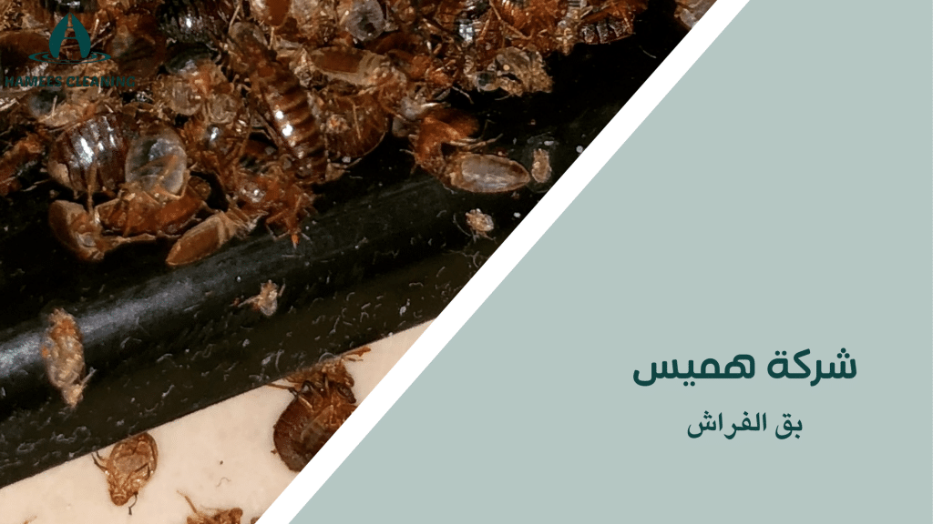 بق الفراش