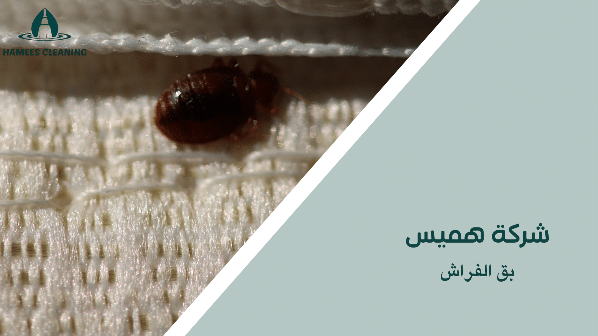 بق الفراش