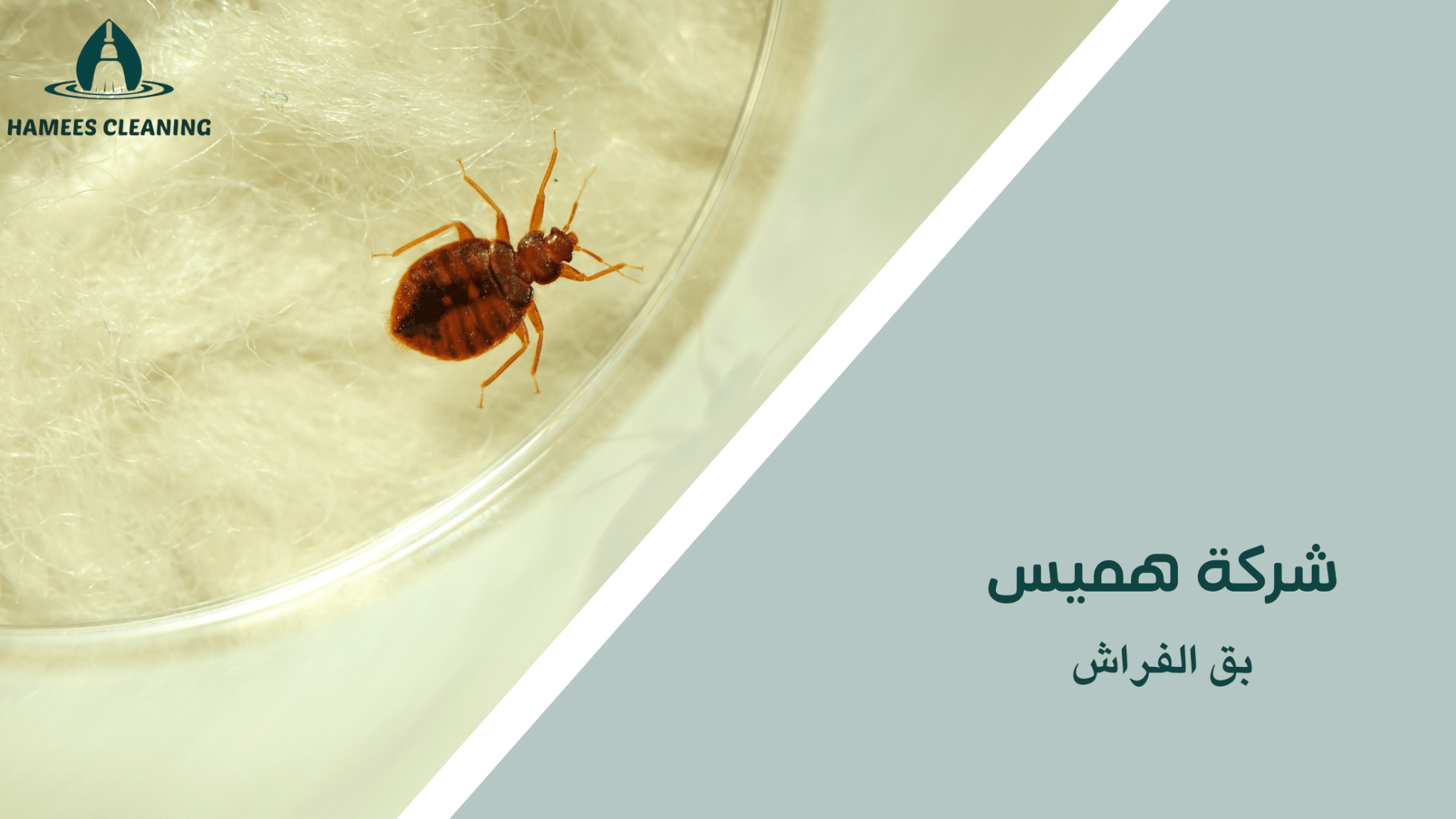 بق الفراش