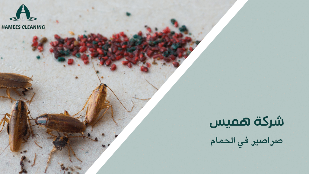صراصير في الحمام