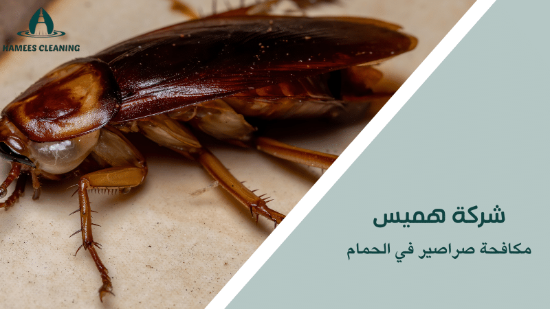 مكافحة صراصير في الحمام