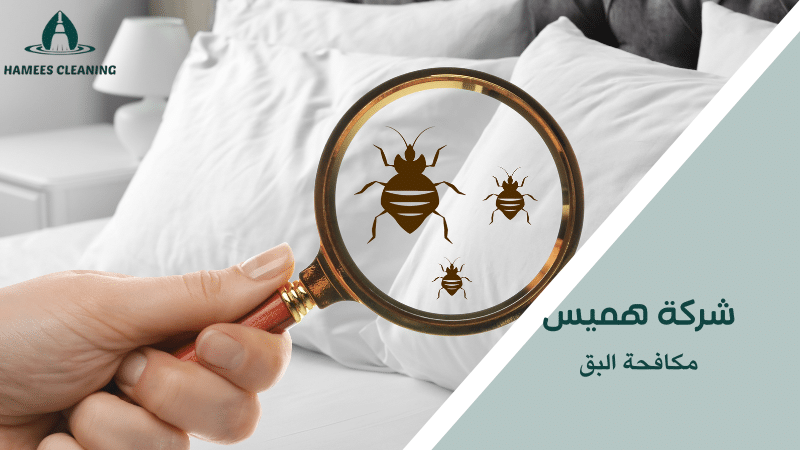 مكافحة البق