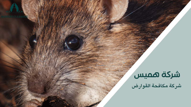 شركة مكافحة القوارض