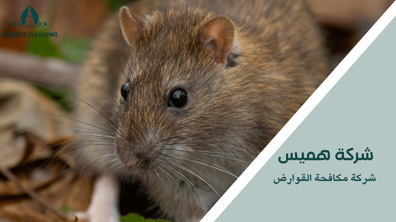 شركة مكافحة القوارض