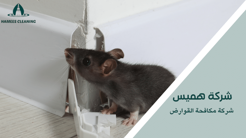 شركة مكافحة القوارض