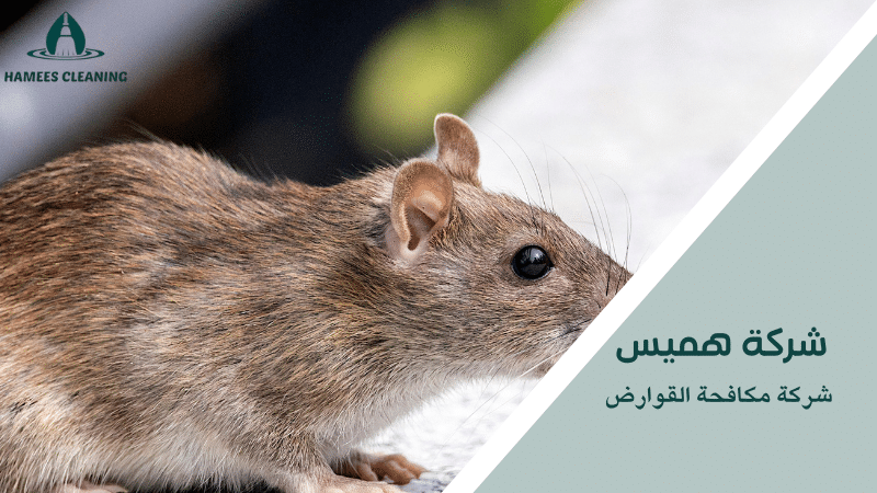 شركة مكافحة القوارض